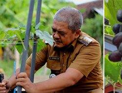 Camat Krejengan Tanami Kantornya dengan Anggur, Dicicipi Sejumlah Pejabat